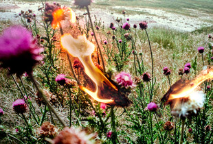 Constructing a Meadow