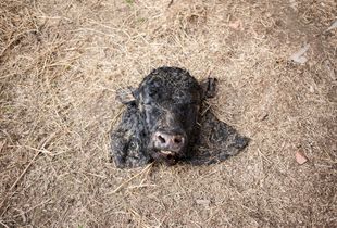 cattle head