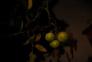 Green Tomatoes