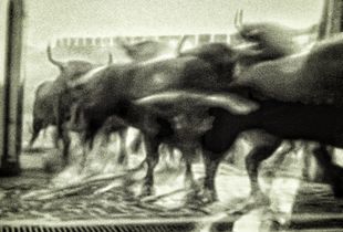San Fermin bull-run 2015