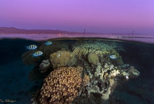 Sunset upon the Gulf of Eilat and Aqaba, Red Sea