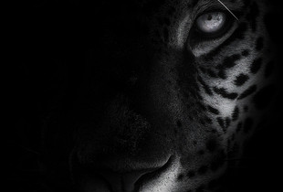 Amongst The Shadows