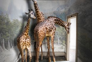 Serengeti Room