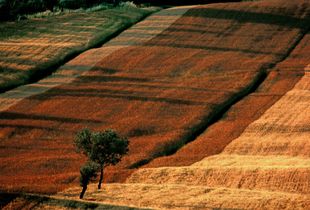 Champes Italie, Portraits of Trees