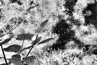 Lightness