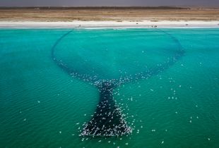 Sardine Season (1)