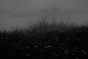 Field