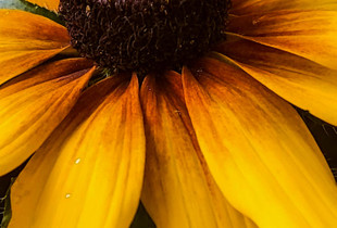 Golden Flower