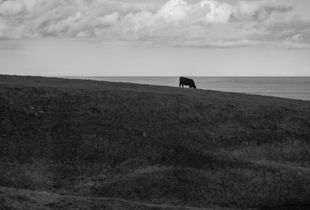 Grazing