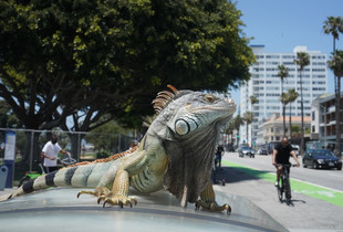 King of Ocean Ave