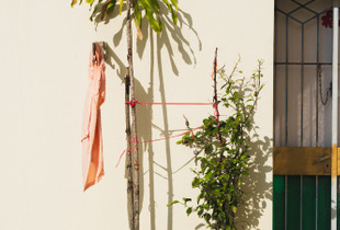 Two Potted Plants