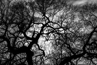 Diablo Tree