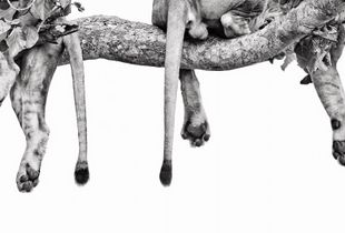 Tails and Paws