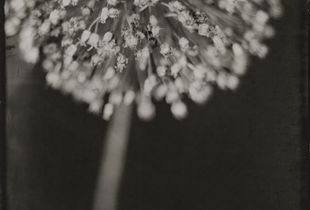 Portrait of a Leek Flower, Wet Plate Collodion, 4x5 Tintype. © Michelle Smith-Lewis,