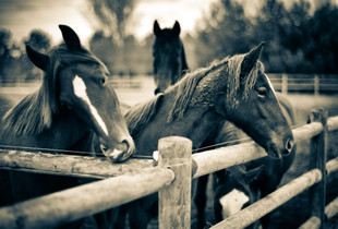 Four Horses