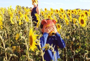 Les Tournesols