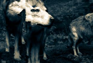 Noises from The Silent Land 010