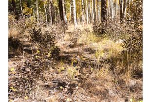 Yellow Umber Woods, Eastern Sierras Ca