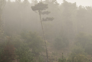 Point Reyes 1