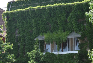 Urban Jungle