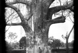 Baobab Tree near Bungi Village, Zanzibar