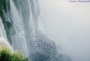 Great Dusky Swifts
