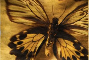 © Wendi Schneider "Birdwing Butterfly"