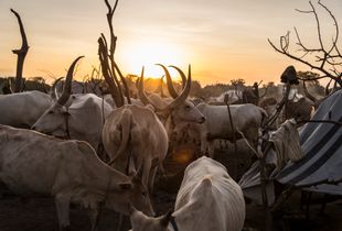 Bor Cattle Camp, South Sudan
