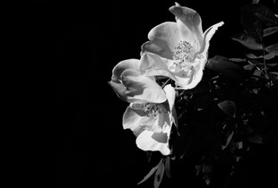 Rose of the day