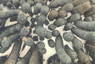 Cactus - Spring 2018