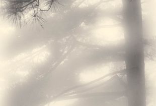 Tall Pine