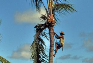 Coconut tree worker