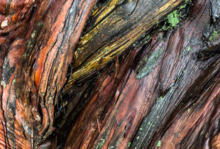 Detail of Hemlock Limbs