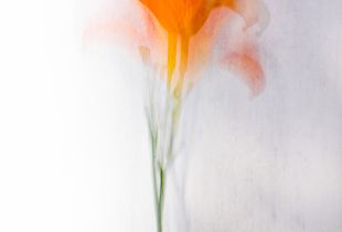 Sognando un fiore