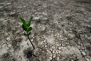 Save Mangrove Forest