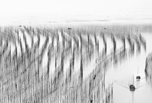 Kelp farming