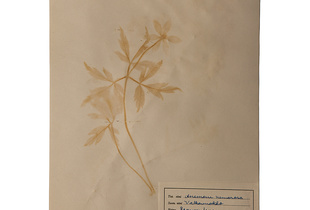 'Anemone nemorosa' from the series 'Herbaria Extracta'