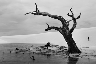 Dead tree at Lençois Maranhenses National Park