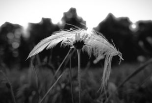 Light