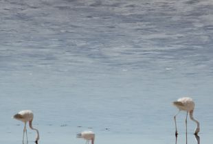 Atacama