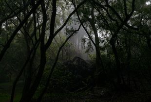 Trail to Kalaupapa, 2014 (excerpt from the series "Molokai")