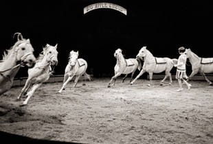 Horses
