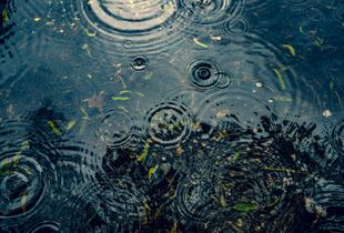 Van Gogh tears