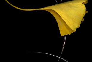 Confluence 8 © Kim Kauffman