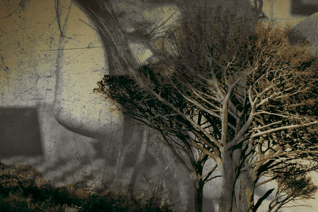 UPROOTED AND FADING - FROM THE SERIES HANGING OUT