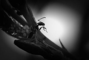 L'exploratrice