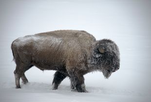 Snow on Bison