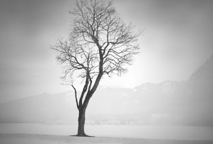 Lonely Tree I