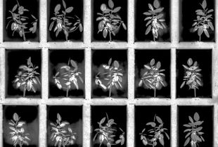 The remarkable resilience of a rubber plant - Rotating rubber plant