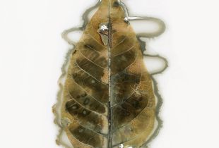 Leaf No. 15